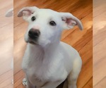 Small #4 Labrador Retriever Mix
