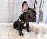 Small #1 French Bulldog