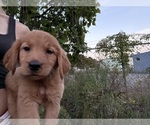 Small #1 Golden Retriever