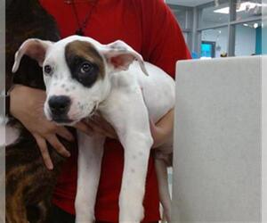 Mutt Dogs for adoption in Oklahoma City, OK, USA