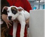 Small Mutt