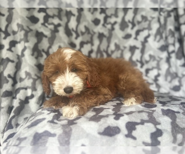 Medium Photo #4 Cavapoo Puppy For Sale in LAKELAND, FL, USA