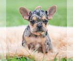 Small #5 French Bulldog