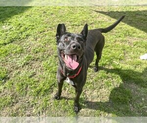 German Shepherd Dog Dogs for adoption in Orange, CA, USA