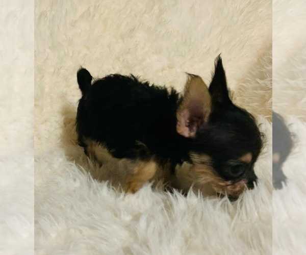 Medium Photo #1 Chorkie Puppy For Sale in LA SIERRA, CA, USA