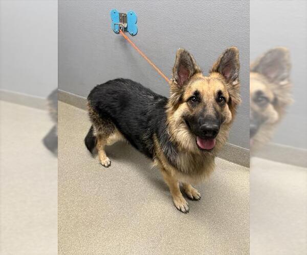 Medium Photo #1 German Shepherd Dog-Unknown Mix Puppy For Sale in Las Vegas, NV, USA