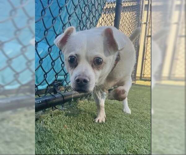 Medium Photo #2 Chihuahua-Unknown Mix Puppy For Sale in Woodbury, NY, USA