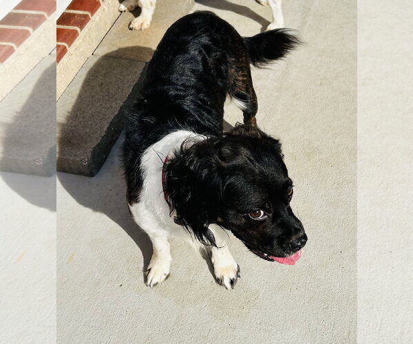 Medium Photo #5 Cocker Spaniel-Unknown Mix Puppy For Sale in Fort Worth, TX, USA