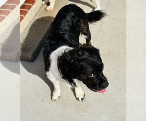 Orville - Male Cocker Spaniel-Unknown Mix Dog for Adoption - Photo #5