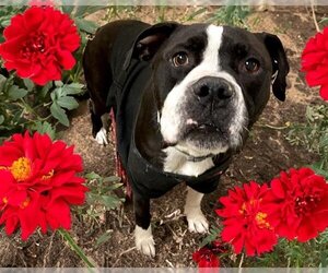 Boxer-Unknown Mix Dogs for adoption in Tulsa, OK, USA