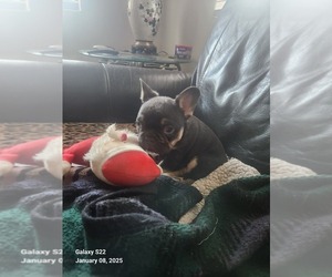 French Bulldog Puppy for Sale in NUEVO, California USA