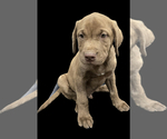 Puppy 8 American Staffordshire Terrier-Labrador Retriever Mix