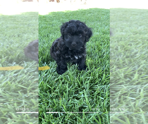 Maltipoo-YorkiePoo Mix Puppy for sale in ONTARIO, CA, USA