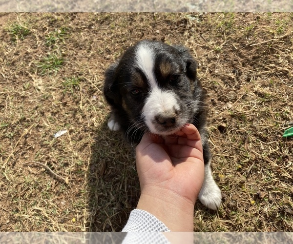 Medium Photo #23 Australian Shepherd Puppy For Sale in LUBBOCK, TX, USA