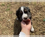 Small Photo #23 Australian Shepherd Puppy For Sale in LUBBOCK, TX, USA