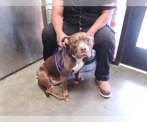 Mutt Dogs for adoption in Tulsa, OK, USA