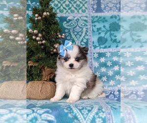Pomeranian Puppy for sale in OXFORD, PA, USA