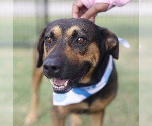 Rottweiler-Unknown Mix Dogs for adoption in San Antonio, TX, USA