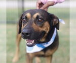 Small Rottweiler Mix
