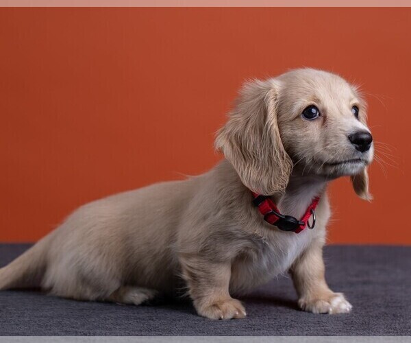 Medium Photo #44 Dachshund Puppy For Sale in CROWLEY, TX, USA