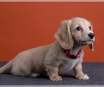 Small Photo #44 Dachshund Puppy For Sale in CROWLEY, TX, USA
