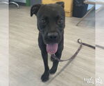 Small #4 American Pit Bull Terrier-Labrador Retriever Mix