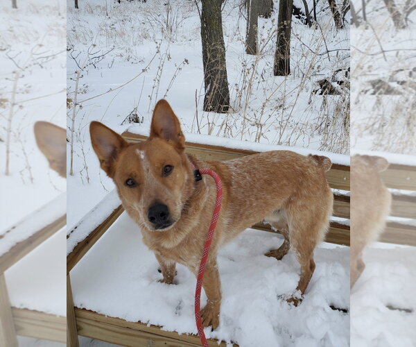 Medium Photo #2 - Mix Puppy For Sale in Williamsburg, IA, USA