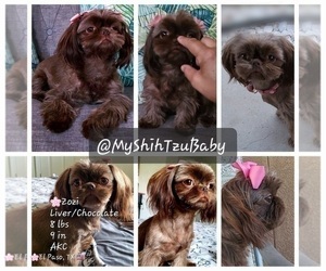 Mother of the Shih Tzu puppies born on 09/02/2022