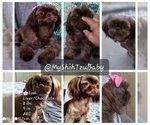 Small Photo #1 Shih Tzu Puppy For Sale in EL PASO, TX, USA