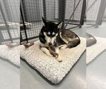 Small #2 Siberian Husky