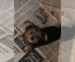 Small Photo #3 Yorkshire Terrier Puppy For Sale in BUNNELL, FL, USA