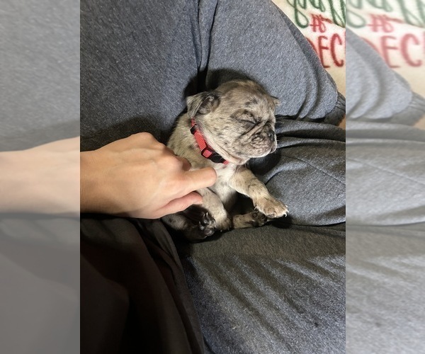 Medium Photo #6 Pug Puppy For Sale in BLOOMINGTON, IL, USA