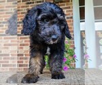 Small #1 Aussiedoodle