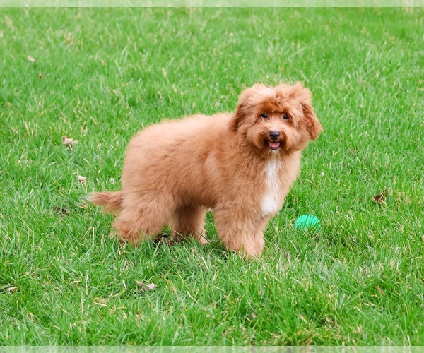 Medium Photo #4 Cavapoo (Miniature) Puppy For Sale in SYRACUSE, IN, USA