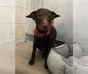 Mutt Dogs for adoption in San Bernardino, CA, USA