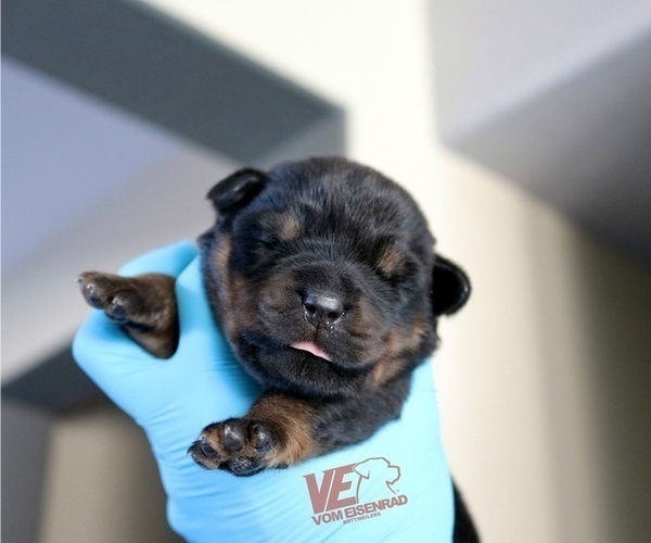 Medium Photo #10 Rottweiler Puppy For Sale in FONTANA, CA, USA