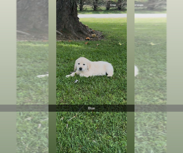 Medium Photo #10 Golden Retriever Puppy For Sale in FAYETTEVILLE, TN, USA