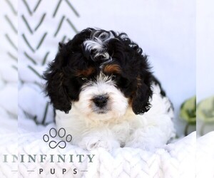 Cavapoo (Miniature) Puppy for sale in ELIZABETHTOWN, PA, USA
