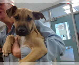 American Pit Bull Terrier-Unknown Mix Dogs for adoption in Oklahoma City, OK, USA