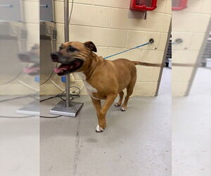 Labrador Retriever-Unknown Mix Dogs for adoption in Sanford, FL, USA