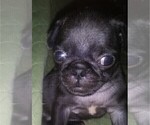 Small Photo #2 Pug Puppy For Sale in FORT WAYNE, IN, USA