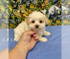 Morkie Puppy for sale in WINNSBORO, LA, USA