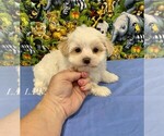 Image preview for Ad Listing. Nickname: Tiny Shane