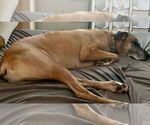 Small #23 Great Dane
