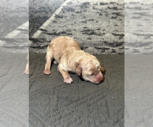 Medium Photo #6 Poodle (Toy) Puppy For Sale in BRONX, NY, USA