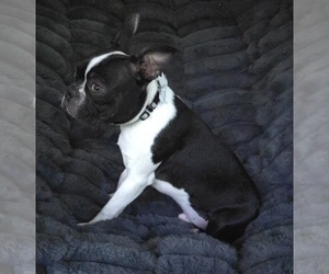 Boston Terrier Puppy for sale in MINERAL WELLS, WV, USA