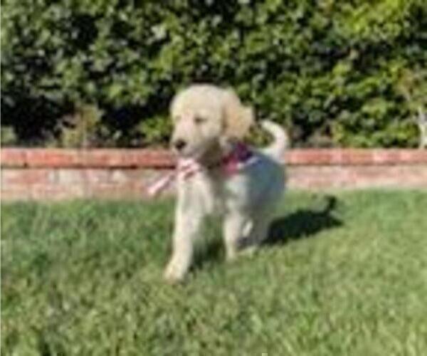 Medium Photo #34 Golden Retriever Puppy For Sale in CITRUS HEIGHTS, CA, USA