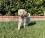 Small Photo #34 Golden Retriever Puppy For Sale in CITRUS HEIGHTS, CA, USA