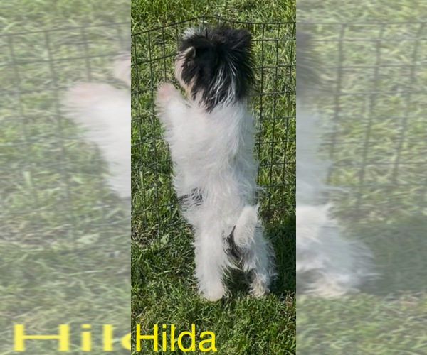 Medium Photo #3 Biewer Terrier Puppy For Sale in AZLE, TX, USA