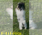Small #2 Biewer Terrier